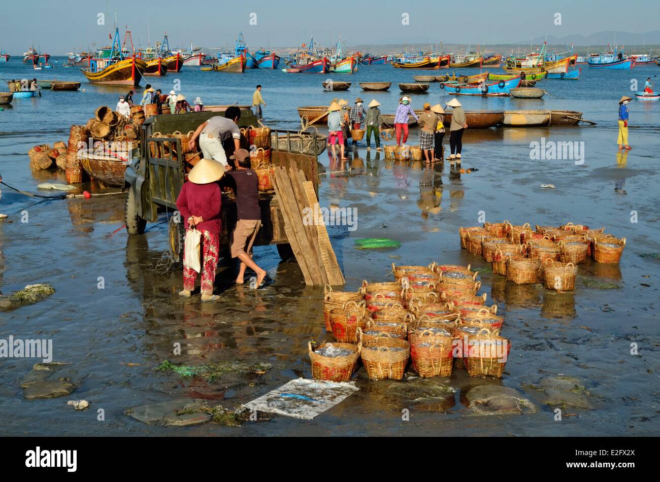 Vietnam Binh Thuan Province Mui Ne unloading anchovy basket on the beach Stock Photo