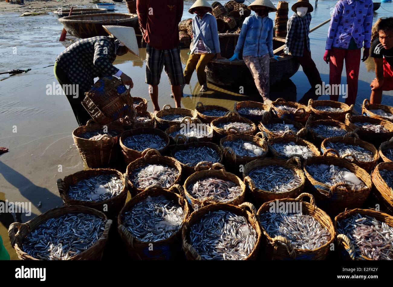Vietnam Binh Thuan Province Mui Ne unloading anchovy basket on the beach Stock Photo