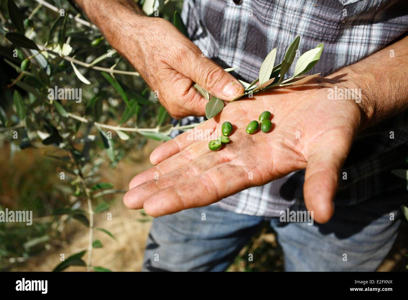 France Ardeche Payzac olive oil producer checking its future harvest Stock Photo