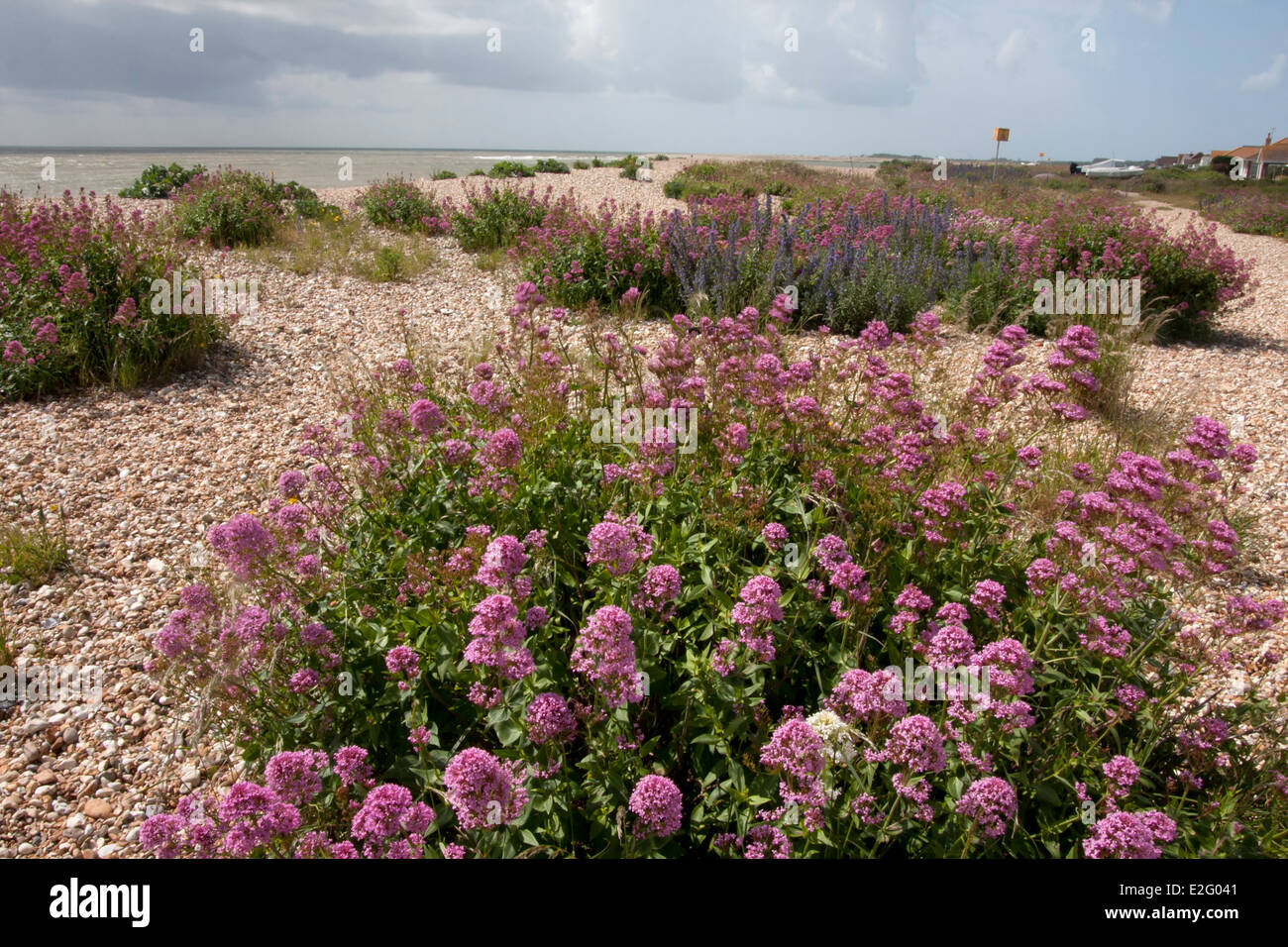red valerian & flora on shingle Pagham Beach, West Sussex Stock Photo