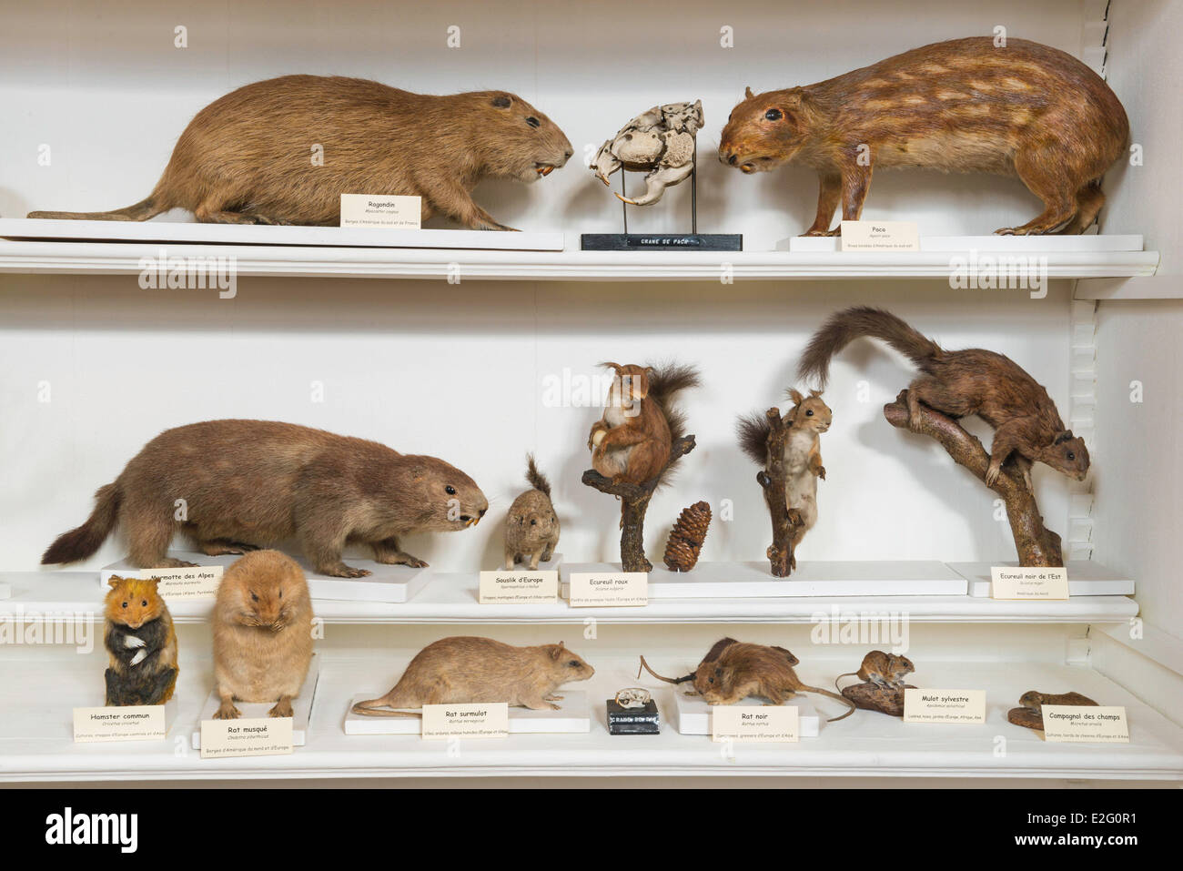France Seine Maritime Rouen Museum of Natural History showcase in the mammals room Stock Photo