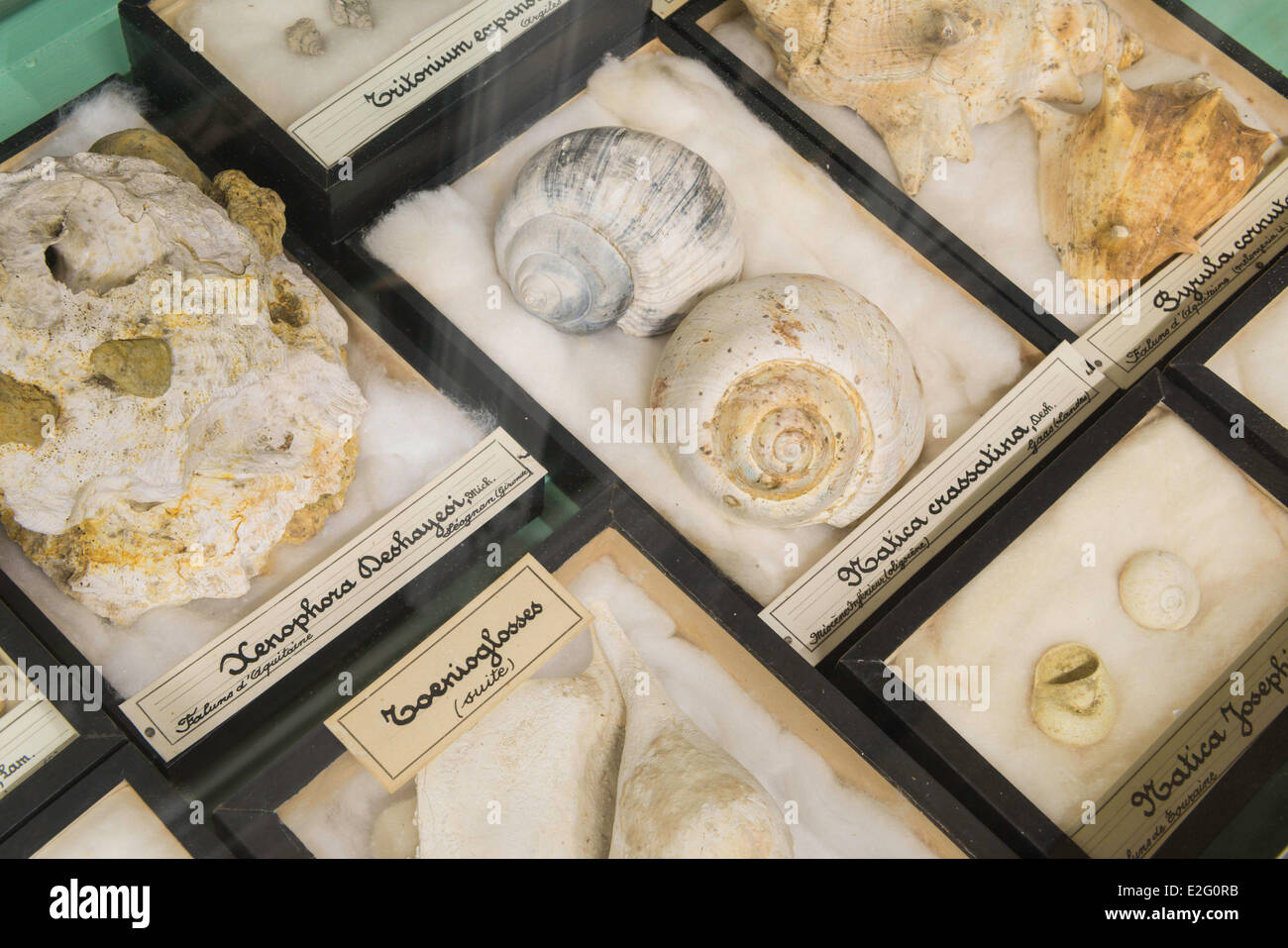 France Seine Maritime Rouen Museum of Natural History paleontology room Stock Photo