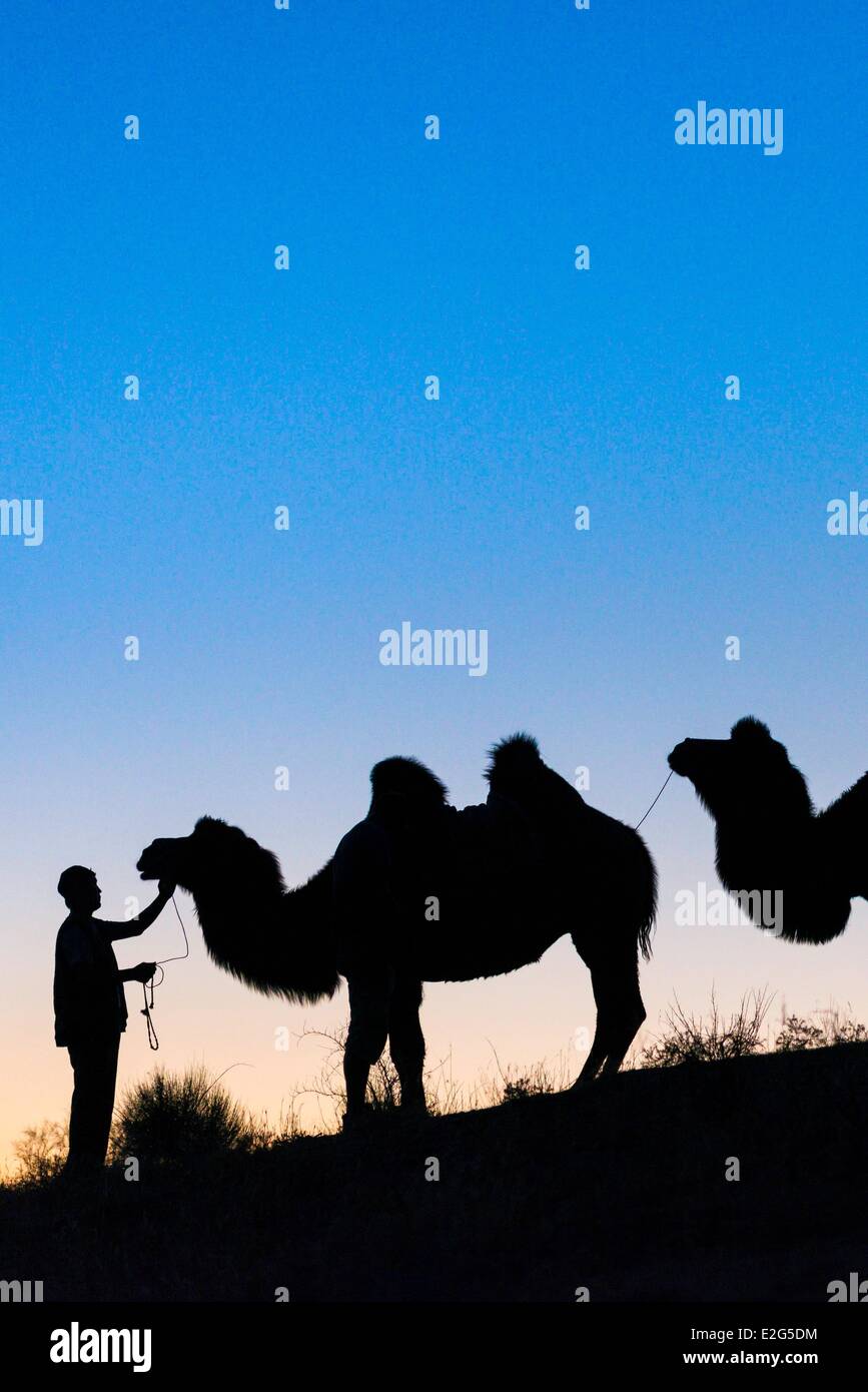Uzbekistan Silk Road Navoiy Province Nurata Yurt Camp Ajdar camels and camel's owner Stock Photo