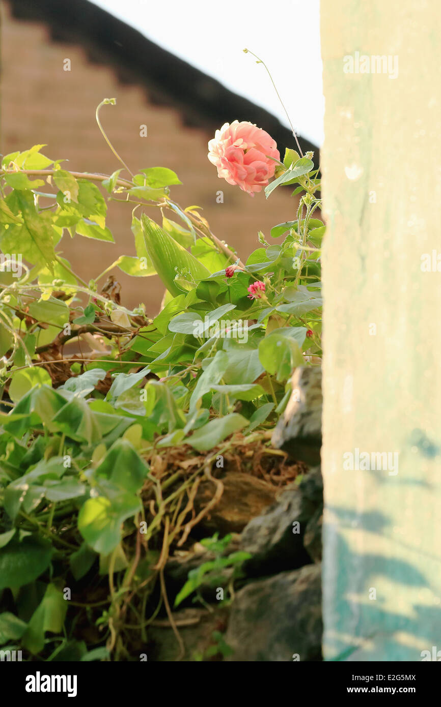 Pink camellia flower in the garden-courtyard of a traditional newari style house in Bandipur-Tanahu district-Gandaki zone-Nepal. Stock Photo