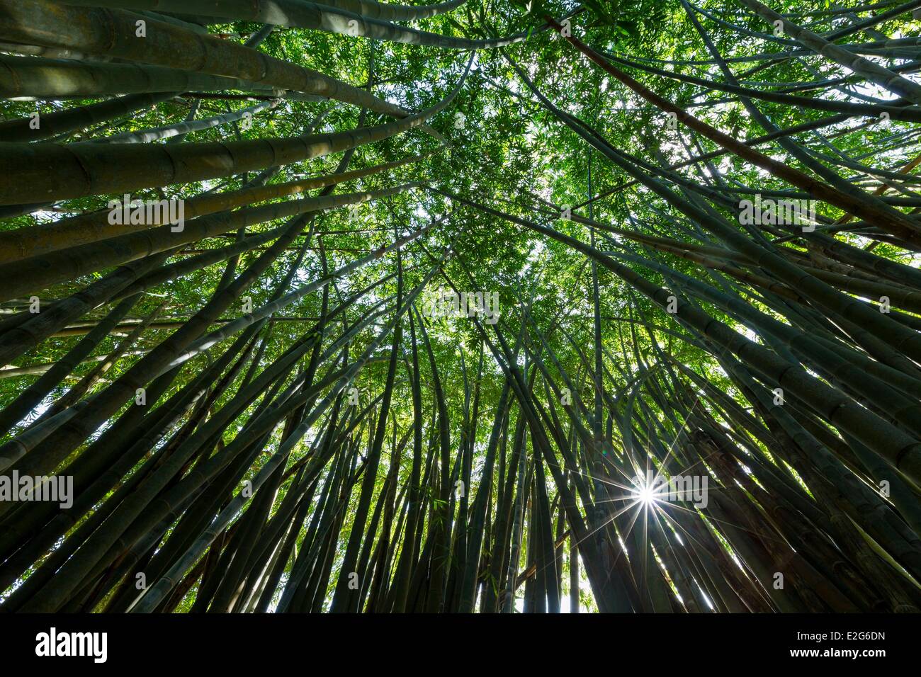 Sri Lanka Central province Kandy district Kandy Peradeniya royal botanical gardens giant bamboos (Dendrocalamus giganteus) Stock Photo