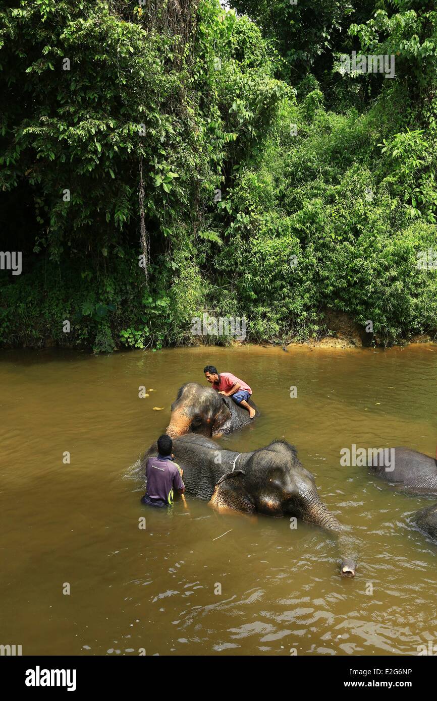 Malaysia Pahang State Kuala Gandah elephant sanctuary Stock Photo Alamy