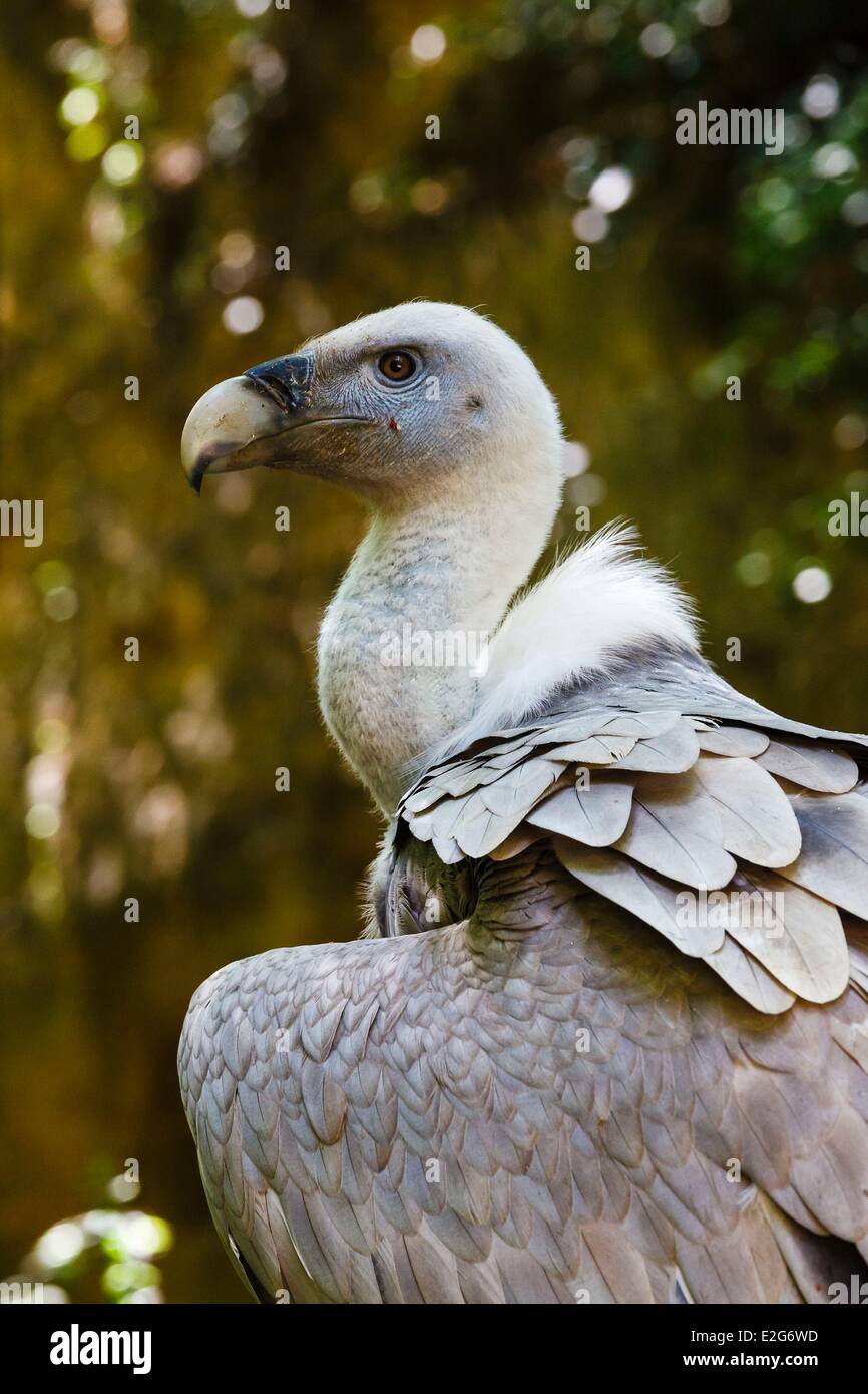 France Maine et Loire Doue la Fontaine Bioparc Zoo griffon vulture (Gyps fulvus Stock Photo Alamy