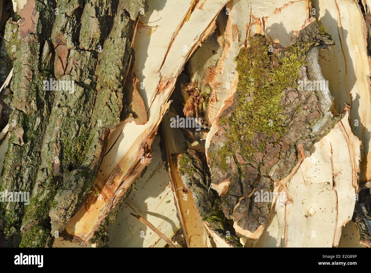 Cut Wood as Renewable Resource of Energy with Textured Bark Composition Stock Photo