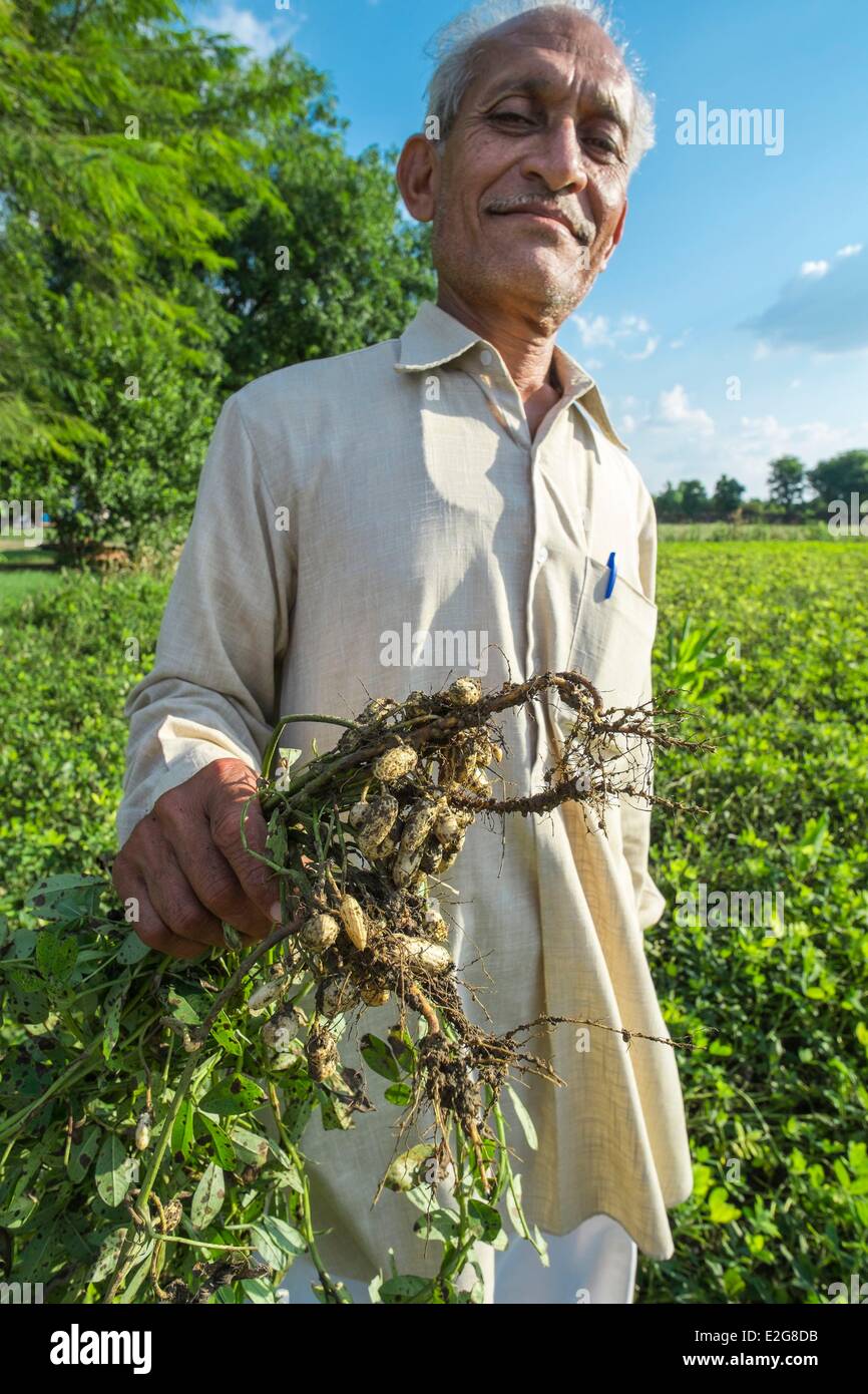India Rajasthan State village of Manpura the organic farm of Mr Hukam Chand Patidar who is also president of the organic Stock Photo