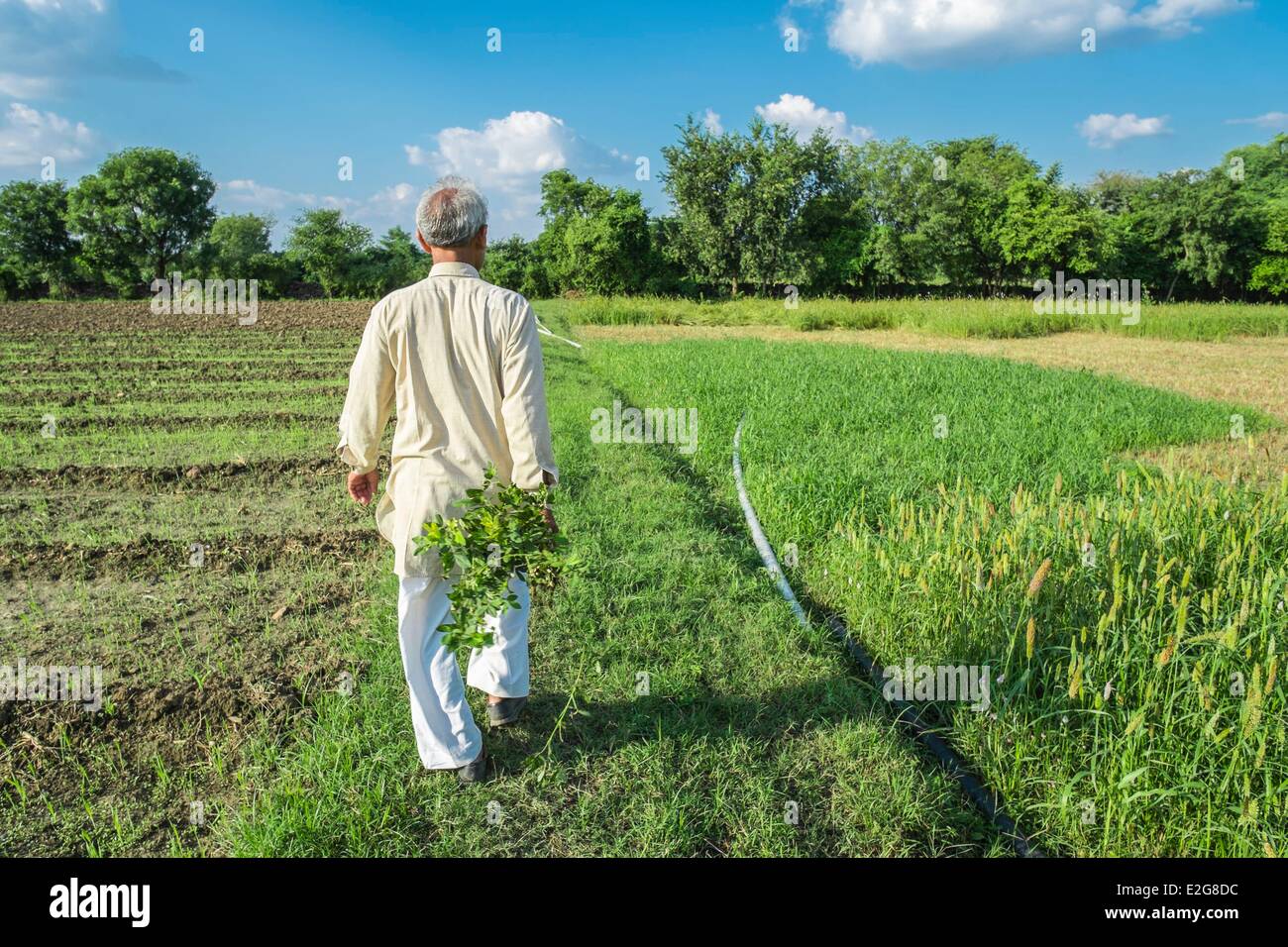 India Rajasthan State village of Manpura the organic farm of Mr Hukam Chand Patidar who is also president of the organic Stock Photo