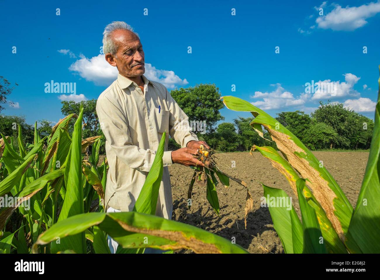 India Rajasthan State village of Manpura the organic farm of Mr Hukam Chand Patidar who is also president of the organic Stock Photo