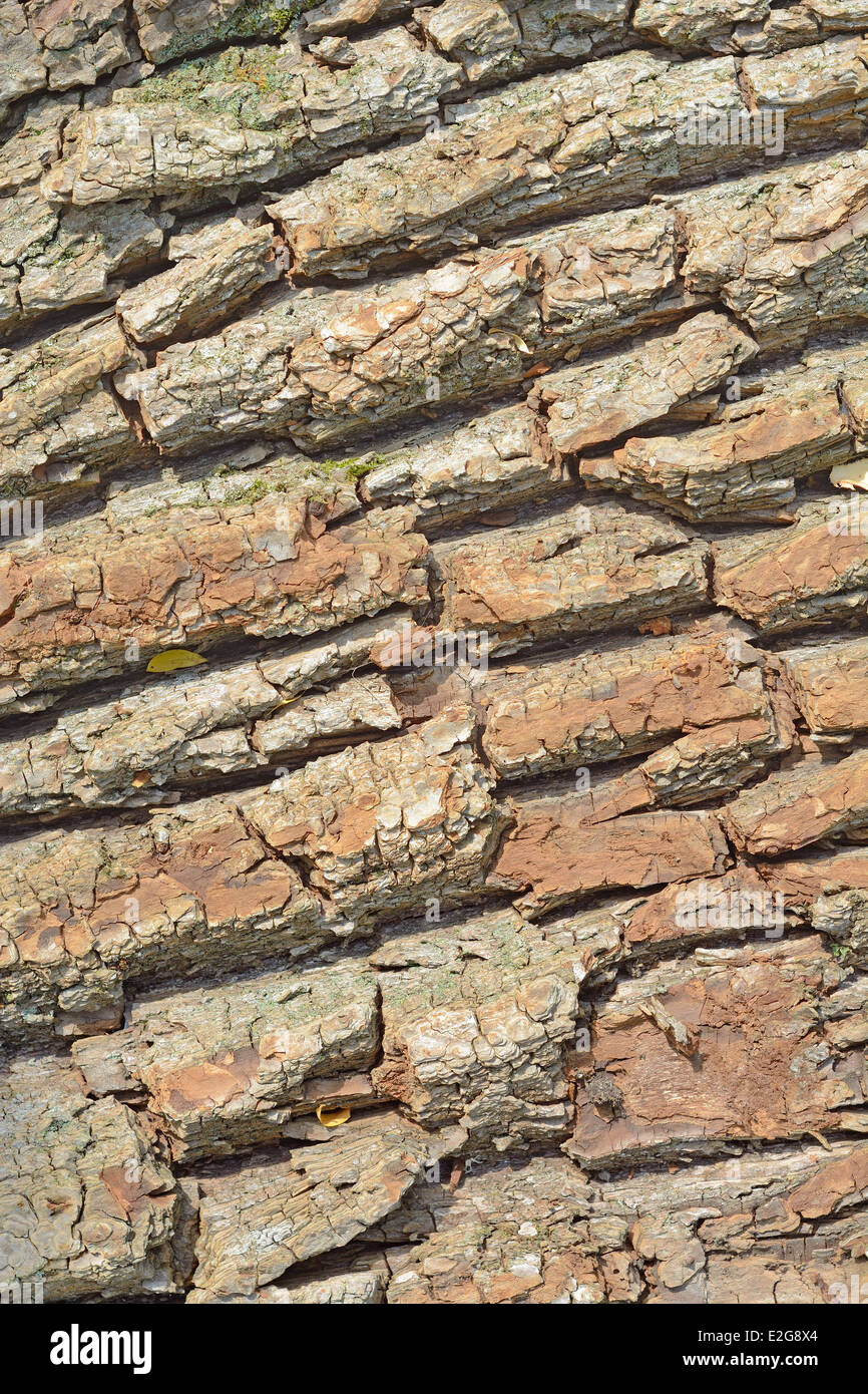 Cut Wood as Renewable Resource of Energy with Textured Bark Composition Stock Photo