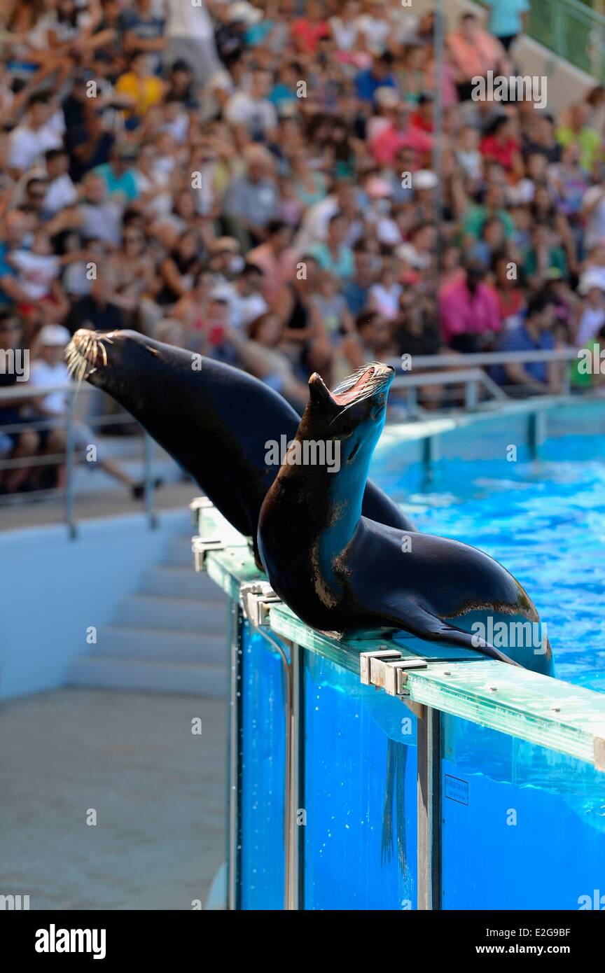 Portugal Lisbon Zoological Garden the Dolphinarium show with a sea lion Stock Photo