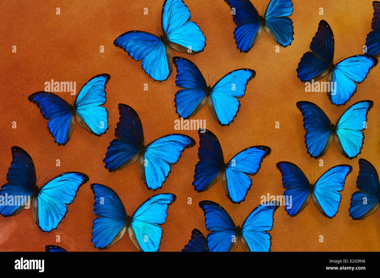 Background with many blue morpho ( morpho peleides) butterflies, top view Stock Photo