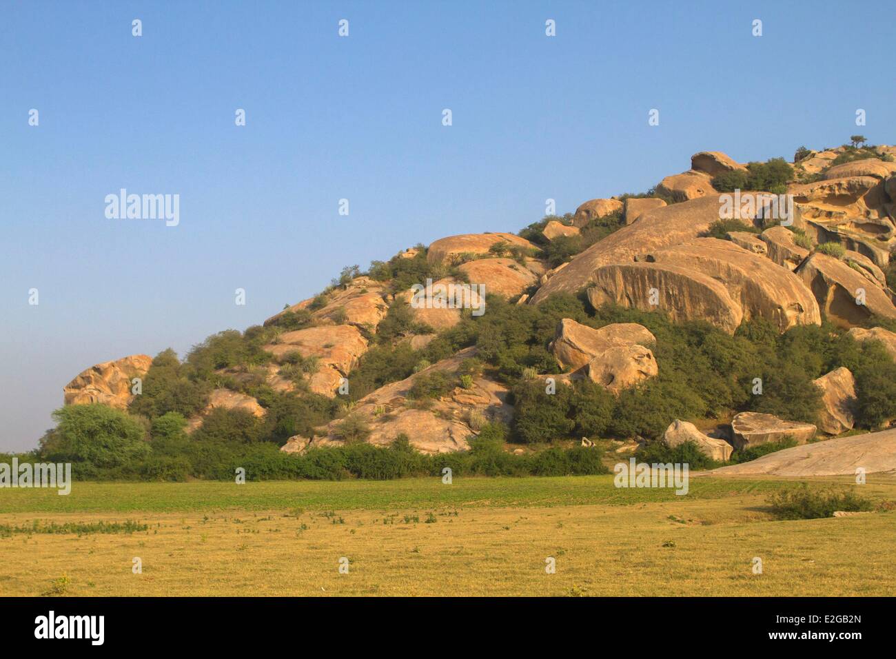 Rajasthan leopard tree hi-res stock photography and images - Alamy