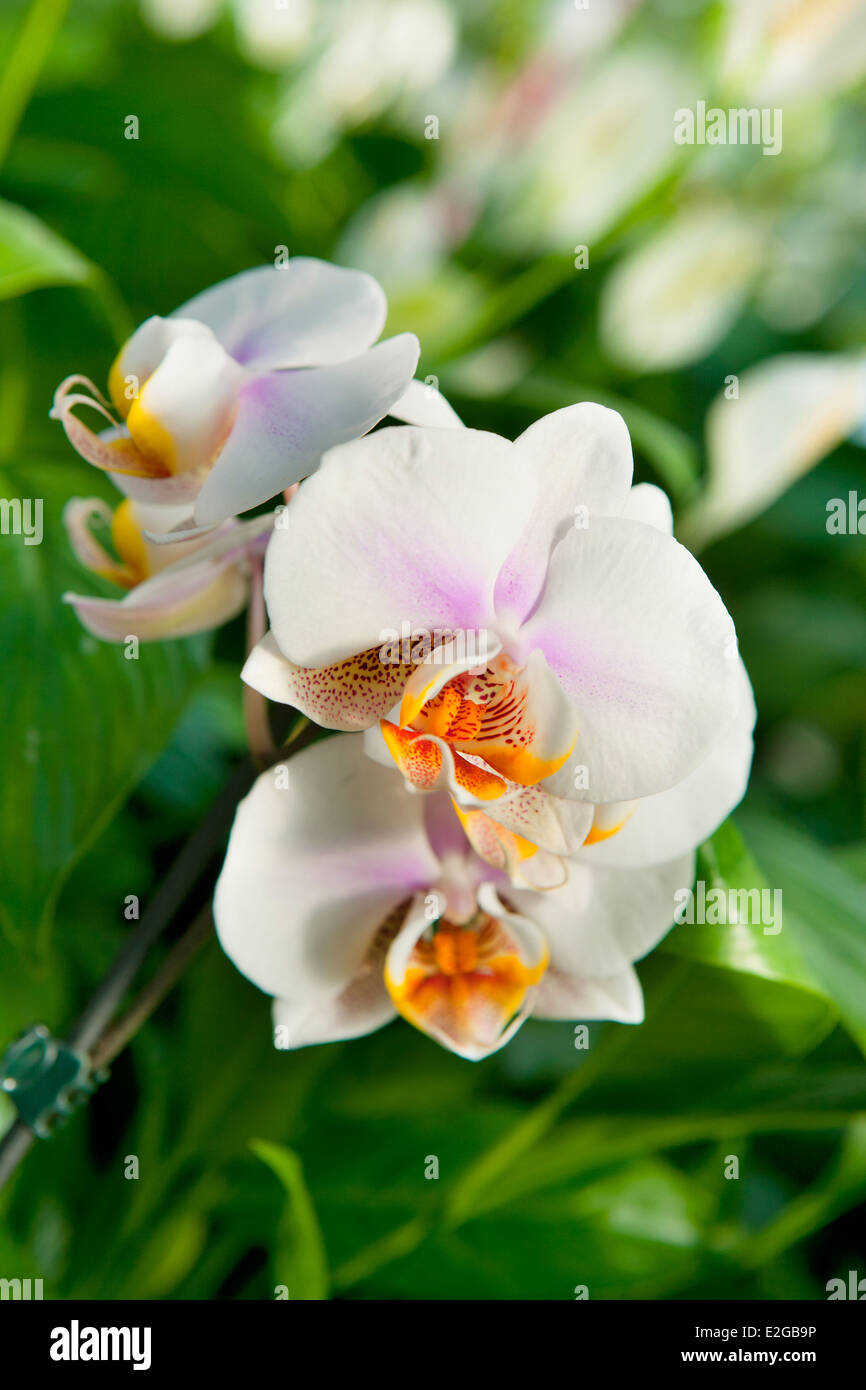 Detail of beautiful white orchid plant Stock Photo Alamy