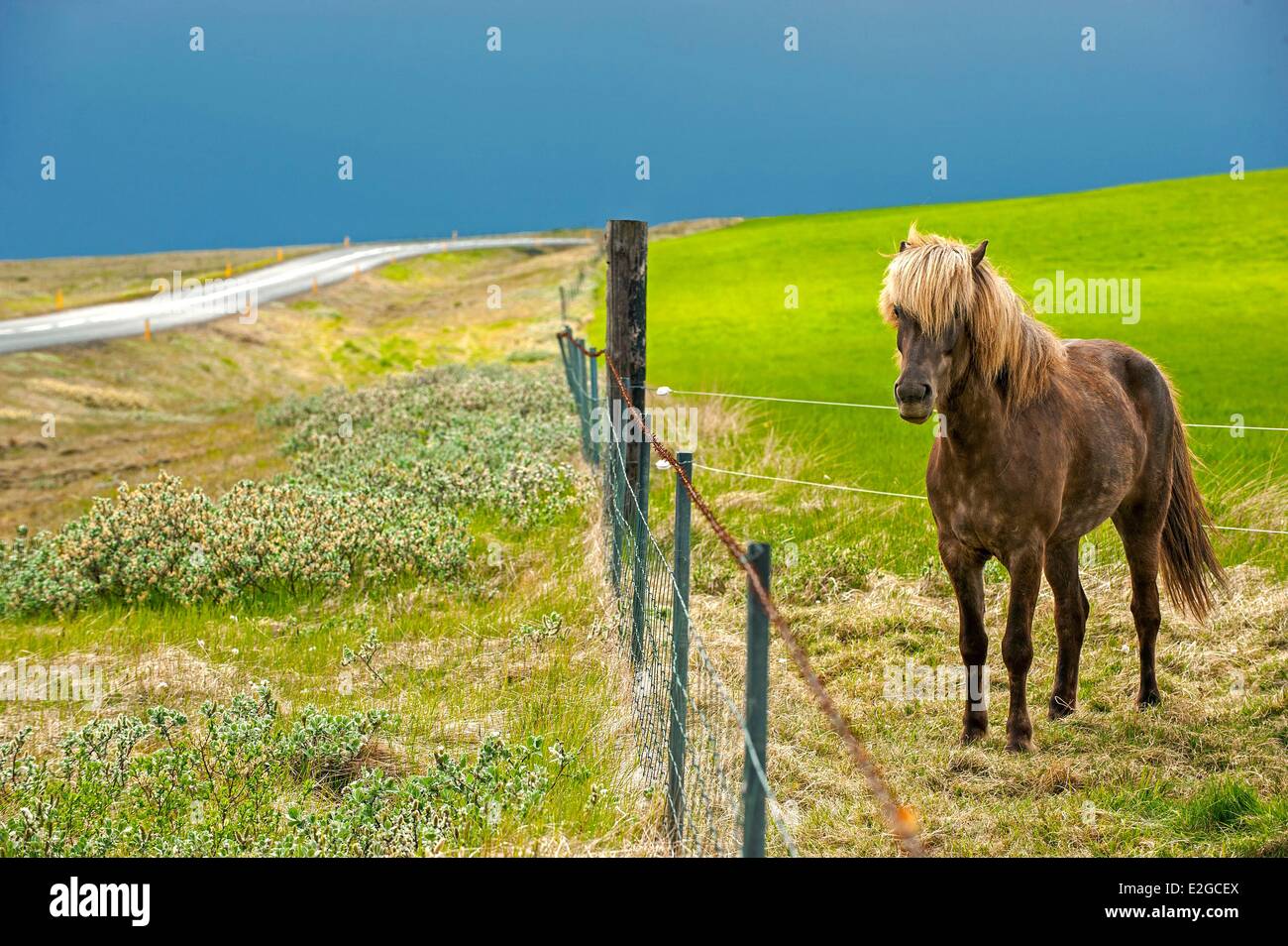 Iceland Sudurland Region moving of the horses to their summer pastures in the area of Hekla Volcano close to Hella Stock Photo