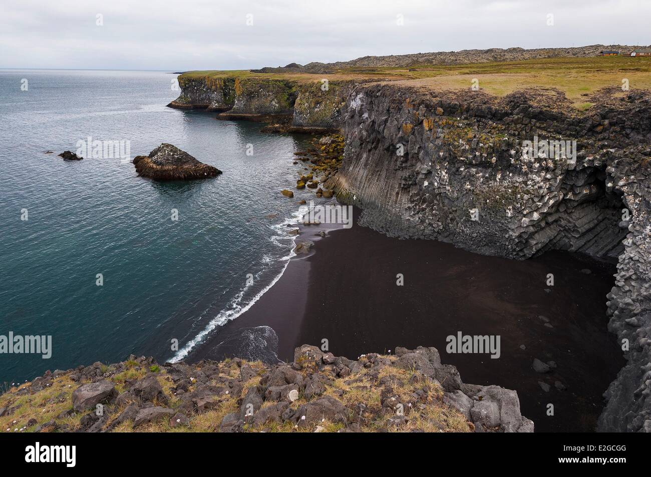 Iceland Vesturland region Snaefellsnes Peninsula Arctic Fulmar (Fulmar glacialis) cliffs near the Arnarstapi fishing harbour Stock Photo