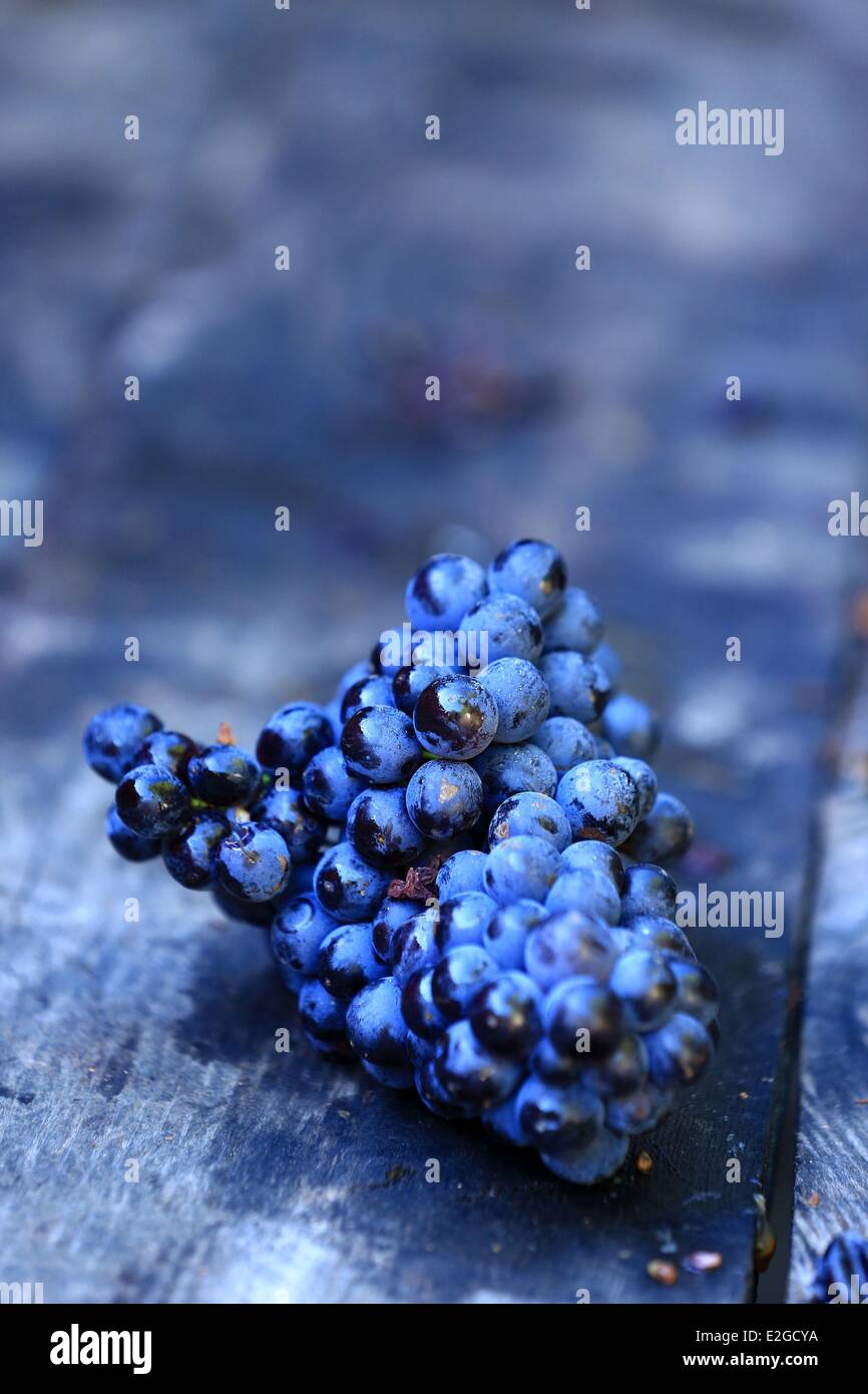 France Var Saint Tropez peninsula Ramatuelle Cotes de Provence Domaine