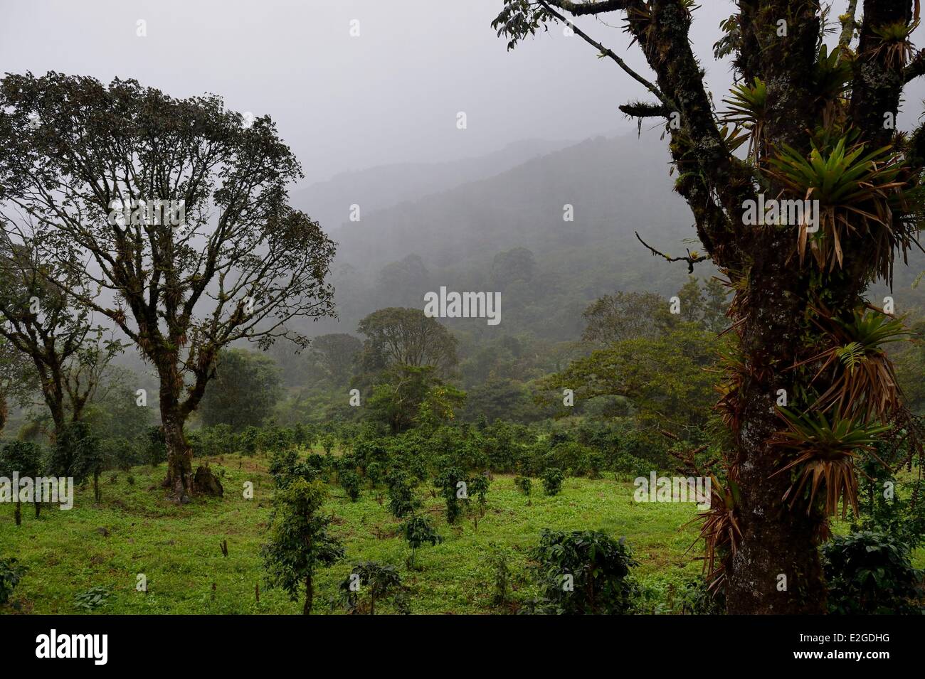 Panama Chiriqui province Boquete Coffee Plantation Finca Lerida on slopes of Volcan Baru Stock Photo