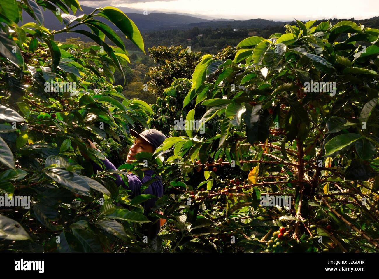 Panama Chiriqui province Boquete Coffee Plantation Finca Lerida coffee beans harvesting on slopes of Volcan Baru by a Native American Nagbe Stock Photo