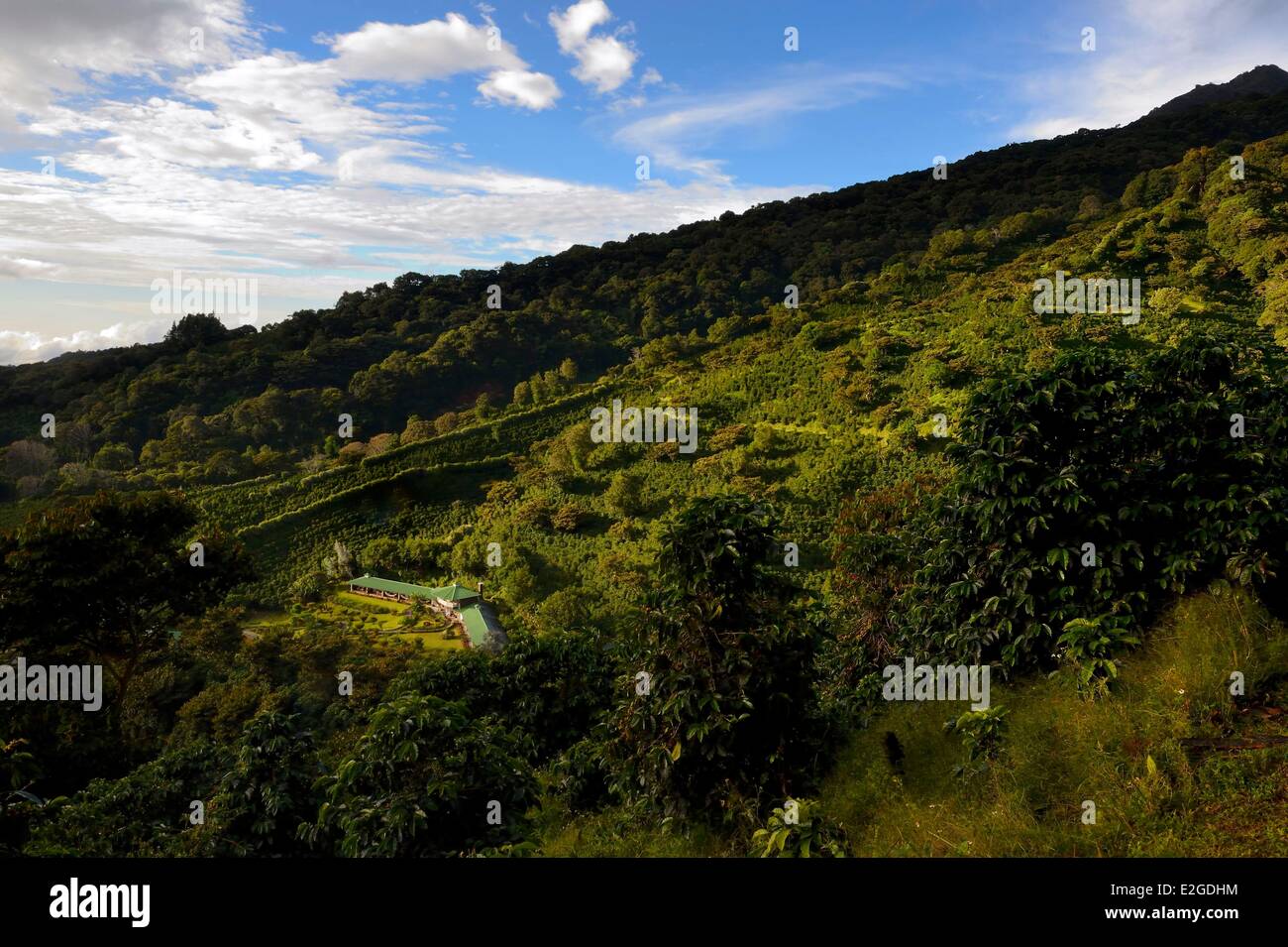 Panama Chiriqui province Boquete Coffee Plantation Finca Lerida on slopes of Volcan Baru hotel Stock Photo