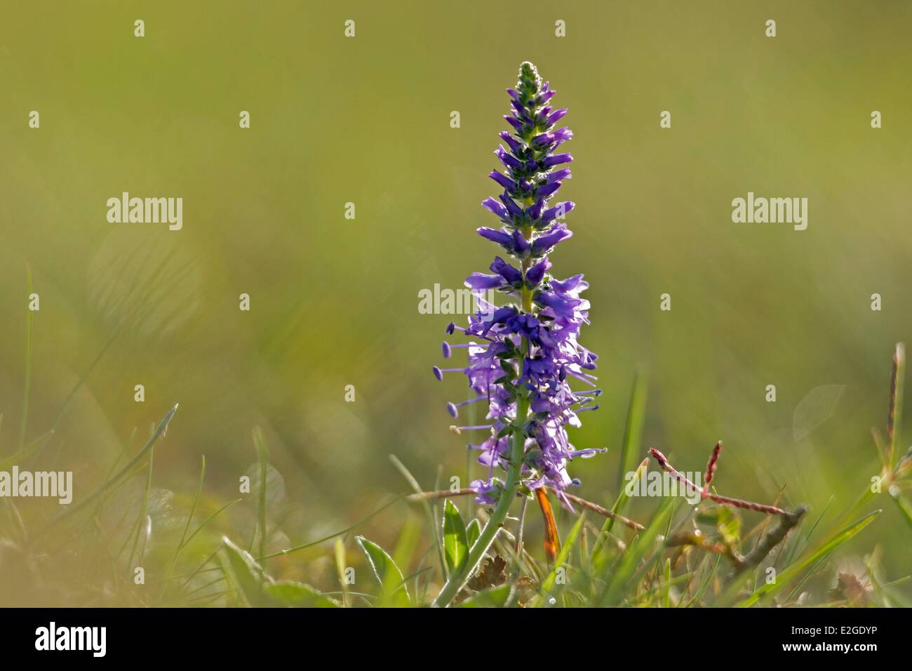 France Manche Vauville (Veronica spicata) protected in Basse Normandie Stock Photo