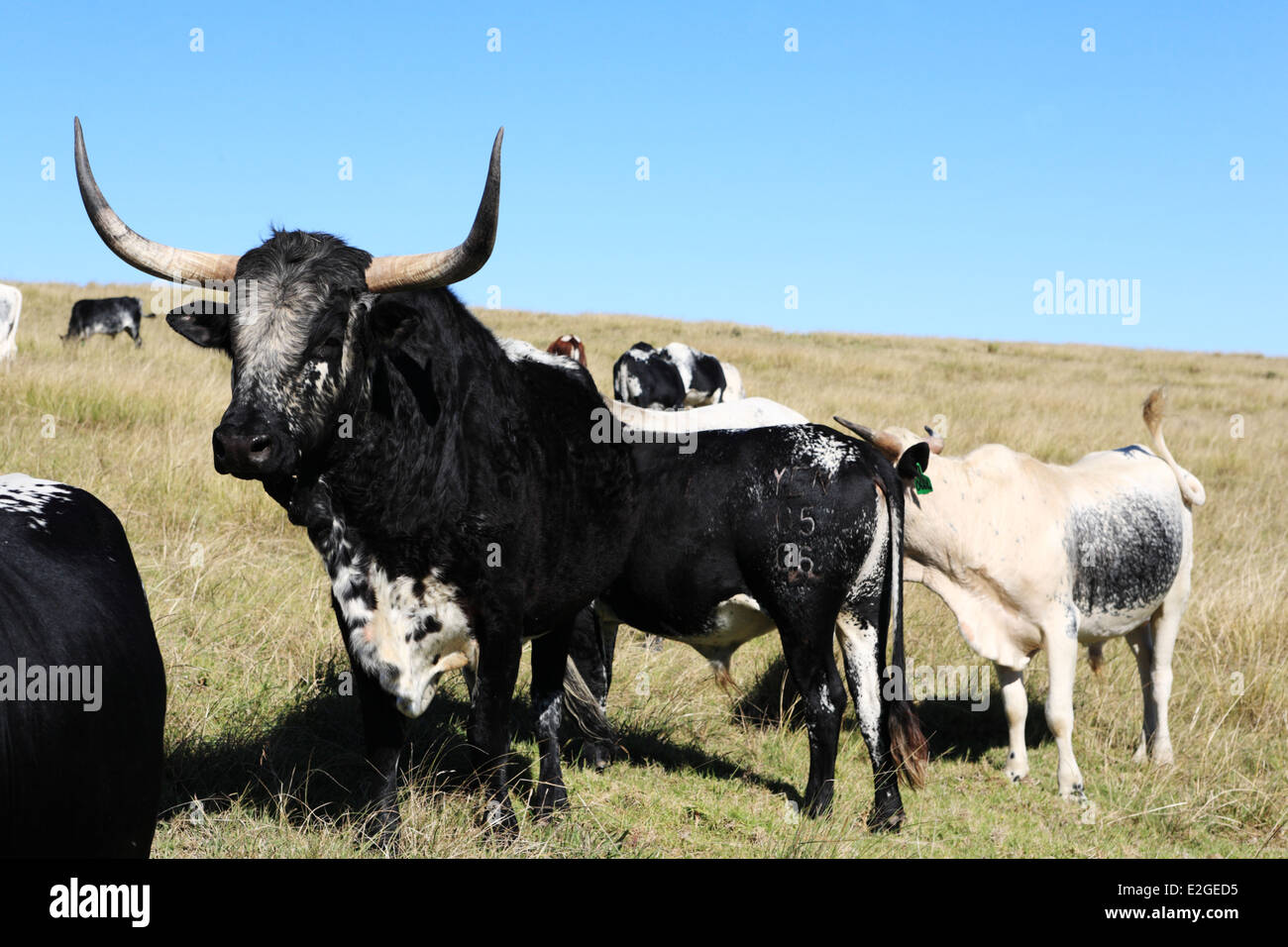 African nguni cattle Stock Photo