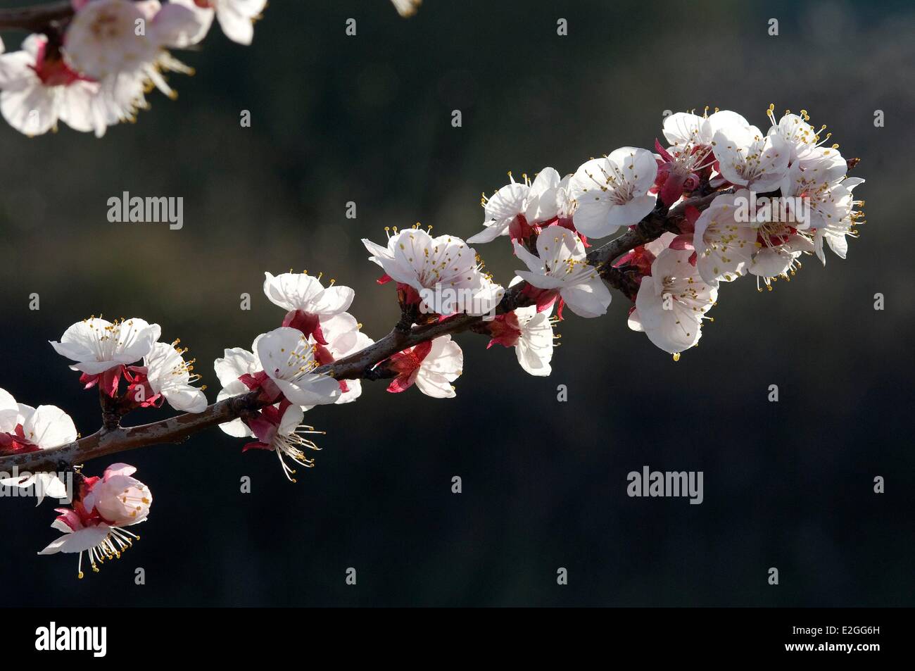 Apricot (Prunus armeniaca) in bloom Stock Photo