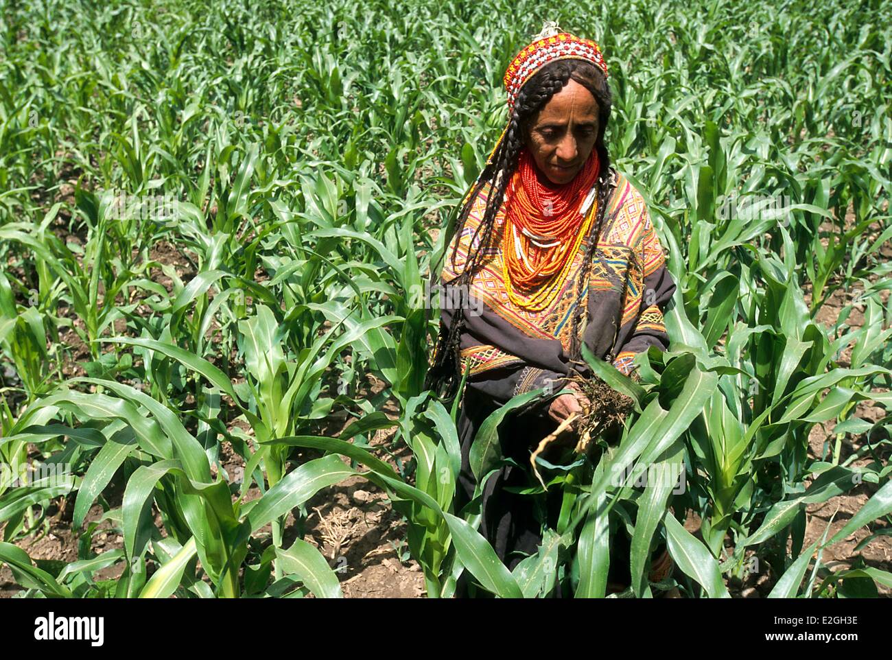 Pakistan Khyber Pakhtunkhwa Kalash valleys Bumburet valley Kalash woman working at weeding in her maize field Stock Photo