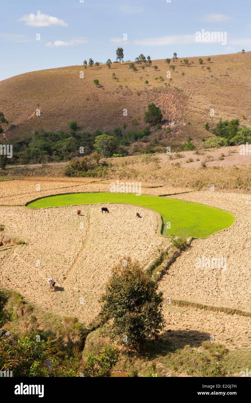 Madagascar Highlands Anjozorobe Angavo Protected Area Dry Paddy Field During Dry Season Stock 