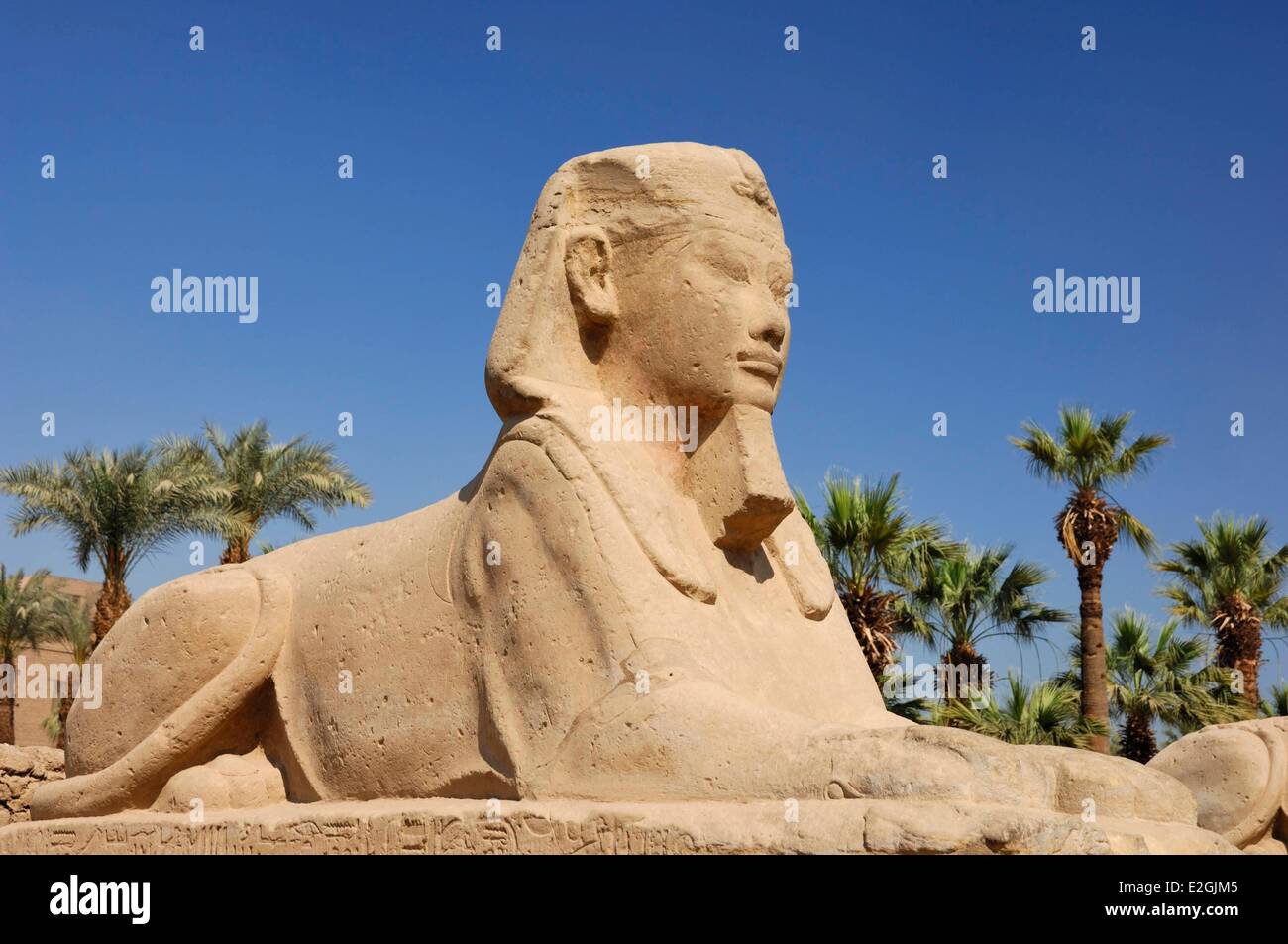 Egypt Upper Egypt Luxor temple listed as a World Heritage by UNESCO Alley of Sphinxes Criosphinx dromos with head of ram and a lion's body reshaped by pharaoh Nectanebo first in his image and looking to right Stock Photo