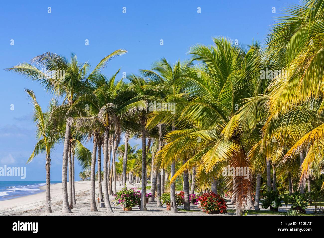 Panama Cocle province Farallon Playa Blanca lined with palm trees over  Pacific Ocean Stock Photo - Alamy, image size:1300x956