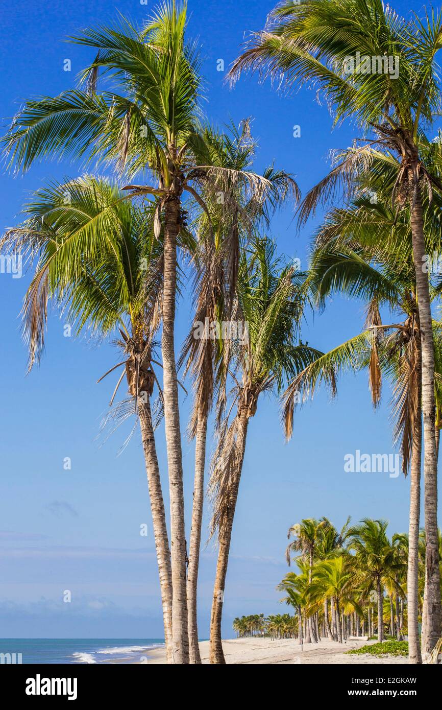 Panama palm tree trees hi-res stock photography and images - Alamy, image size:866x1390