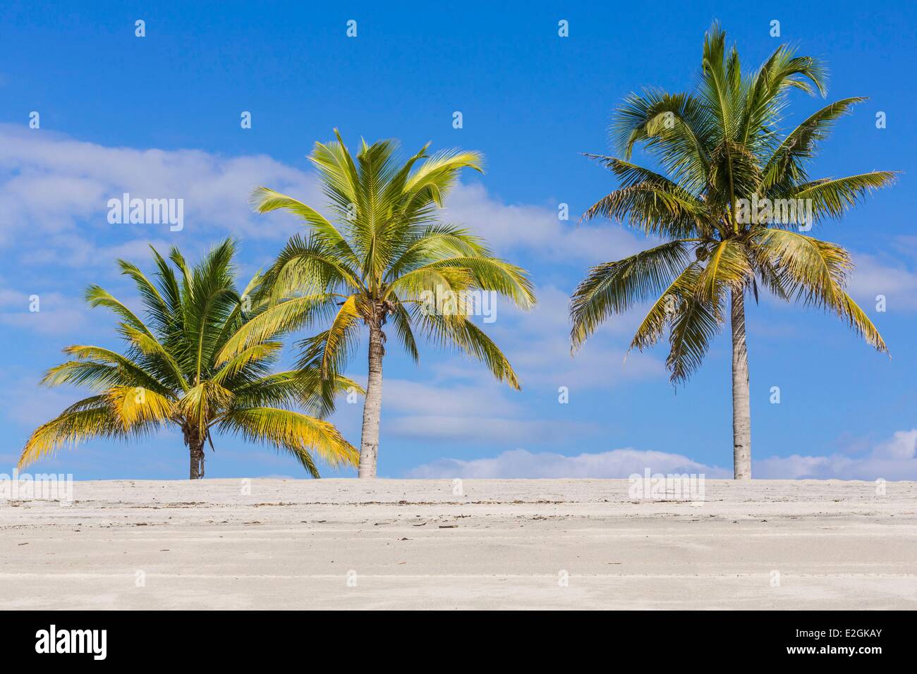 Panama palm tree trees hi-res stock photography and images - Alamy, image size:1300x956