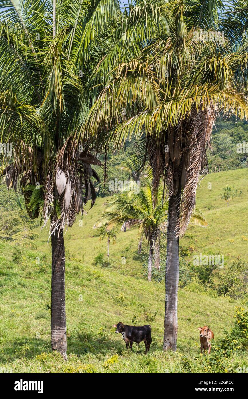 Panama San Blas archipelago inhabited and administered by Kuna Indian population (55000 people) Guna Yala Udirbi calves in a field Stock Photo