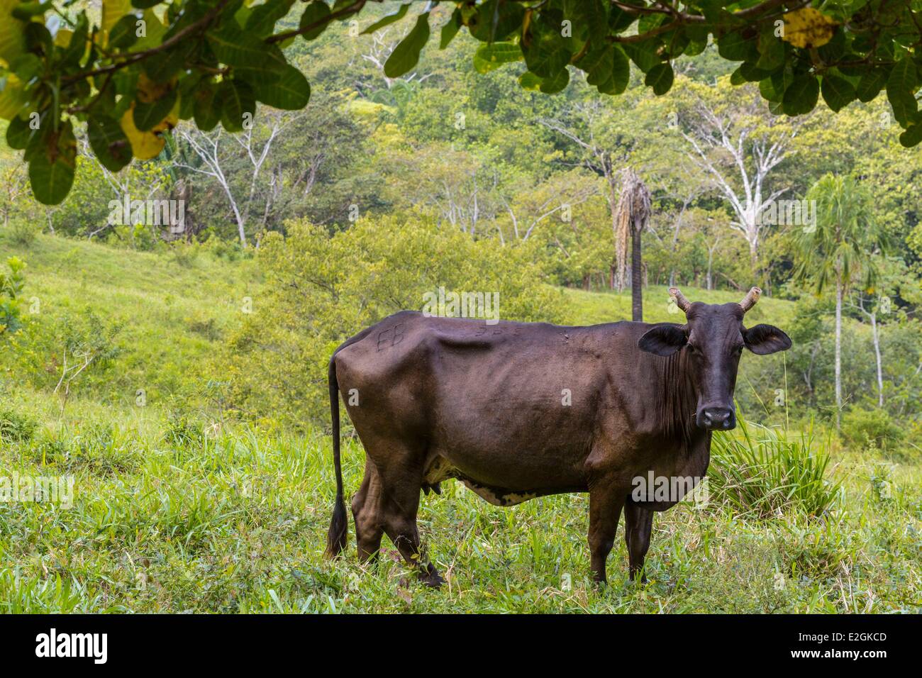 Panama San Blas archipelago inhabited and administered by Kuna Indian population (55000 people) Guna Yala Udirbi cow in a field Stock Photo