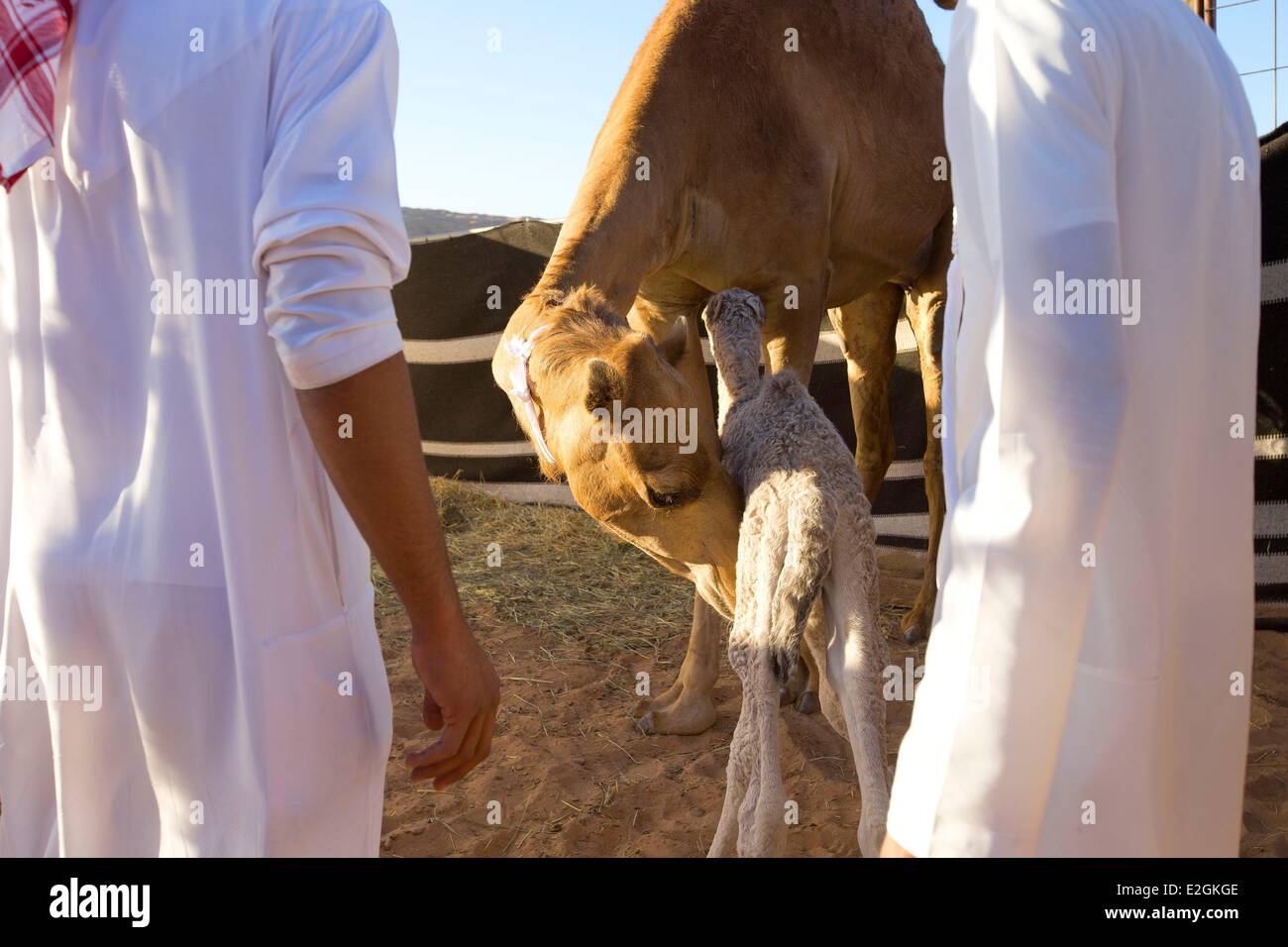Bedouin baby hi-res stock photography and images - Alamy