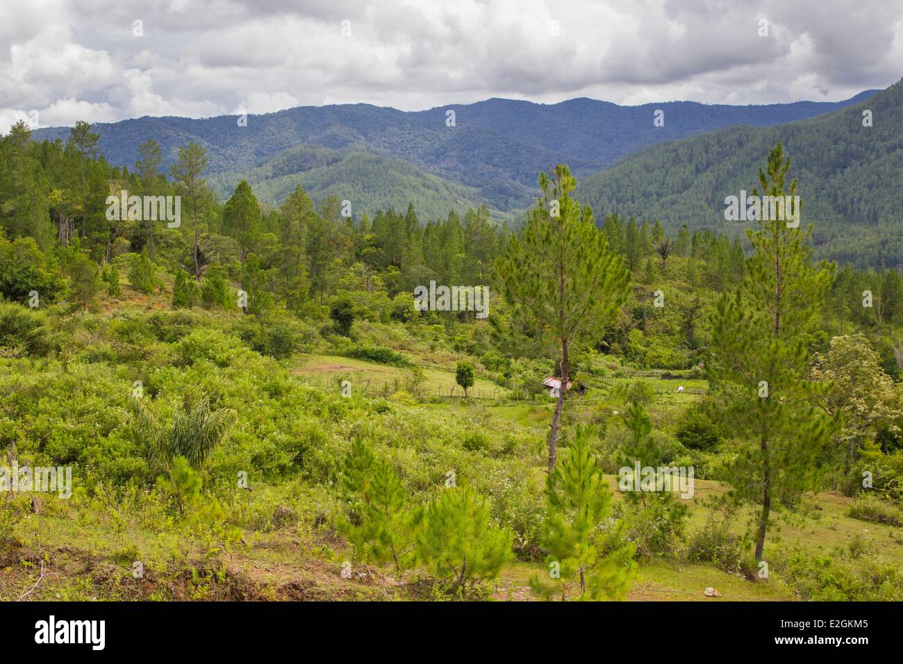 Indonesia Sumatra Island Aceh province Isaq Village Pine Forest Stock Photo