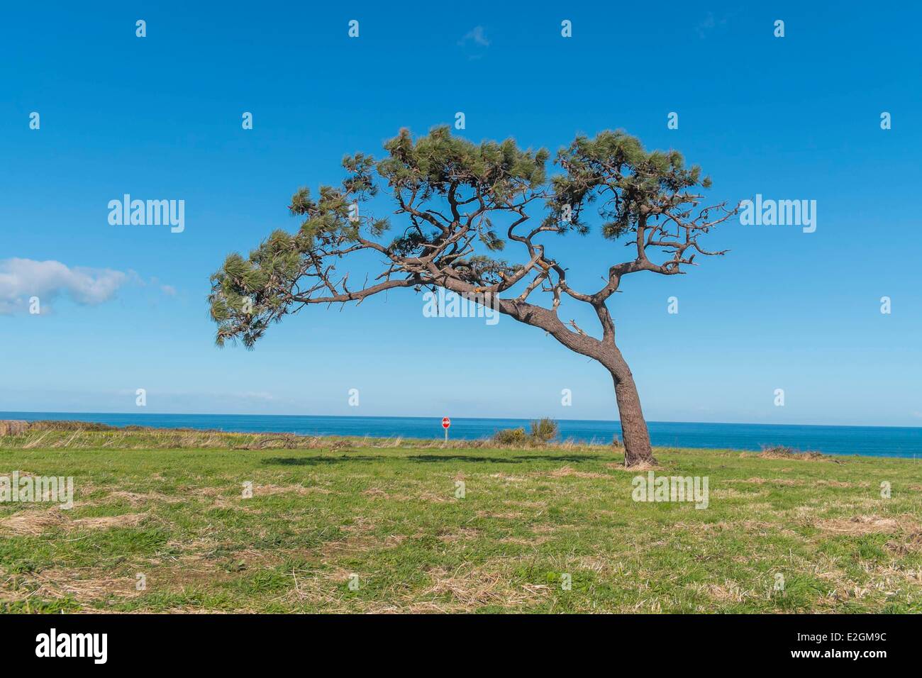 Spain Galicia pine on Cantabrian coast Stock Photo