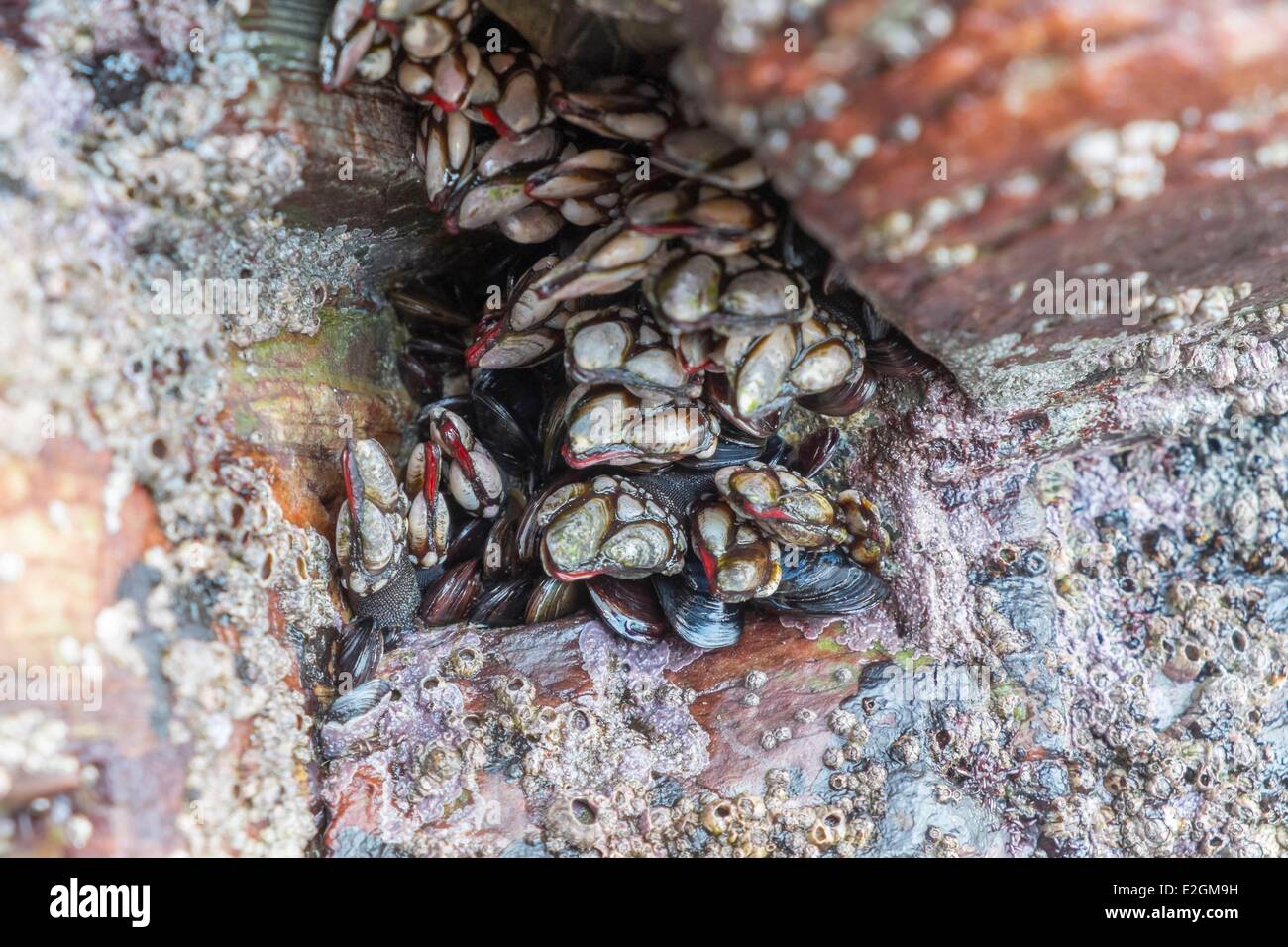 Spain Galicia goose neck barnacle (Pollicipes pollicipes) Stock Photo