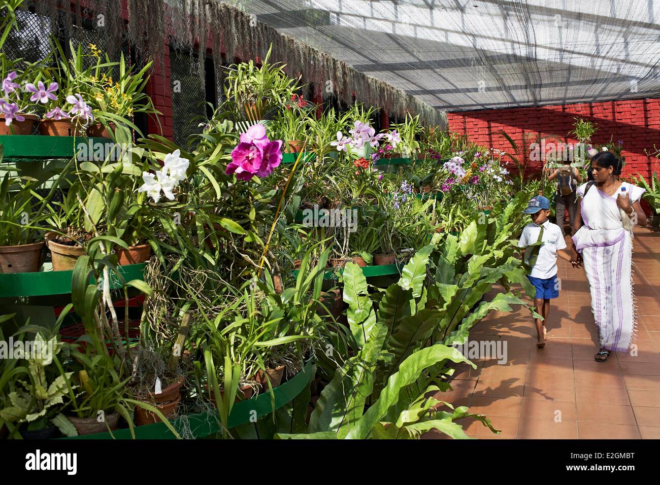 Sri Lanka Central Province Kandy Peradeniya Royal Botanical Garden Greenhouse orchids Stock Photo
