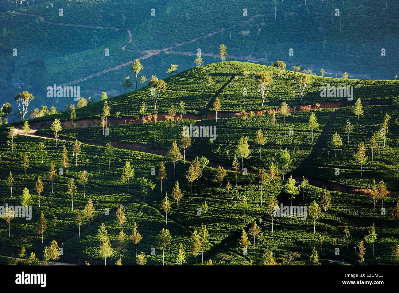 Sri Lanka Uva Province Haputale Hilly Landscape covered with trees and tea plantations Stock Photo