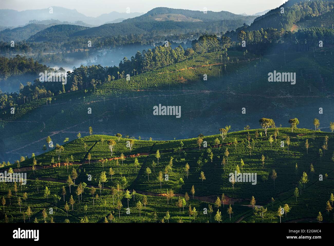 Sri Lanka Uva Province Haputale Hilly Landscape covered with trees and tea plantations Stock Photo