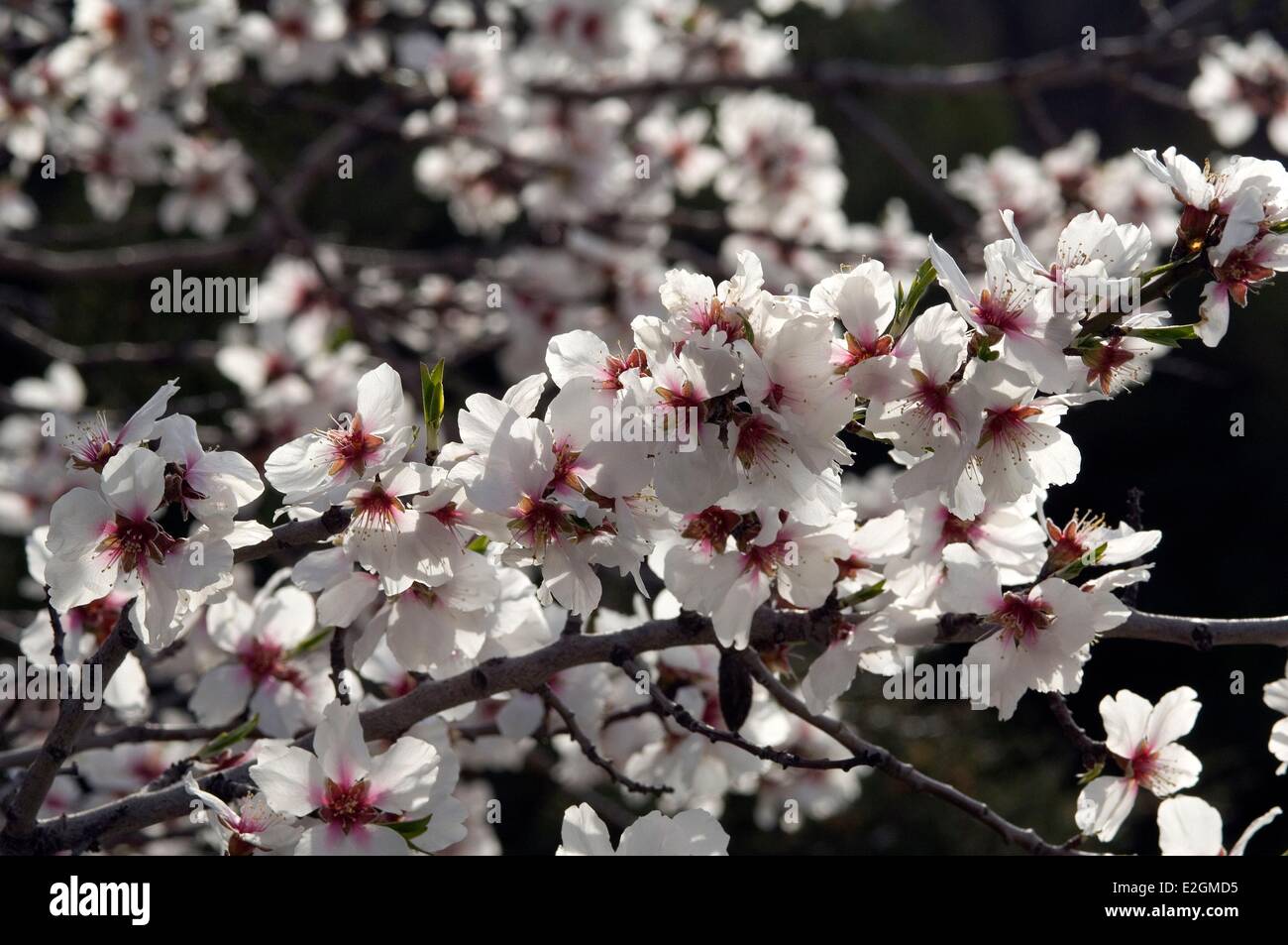 Almond (Prunus dulcis) flowers Stock Photo