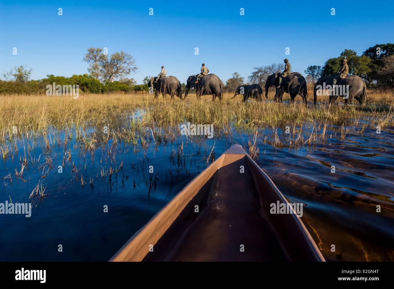 Botswana North West District Okavango Delta Abu Lodge safari on elephant back and by canoe Stock Photo