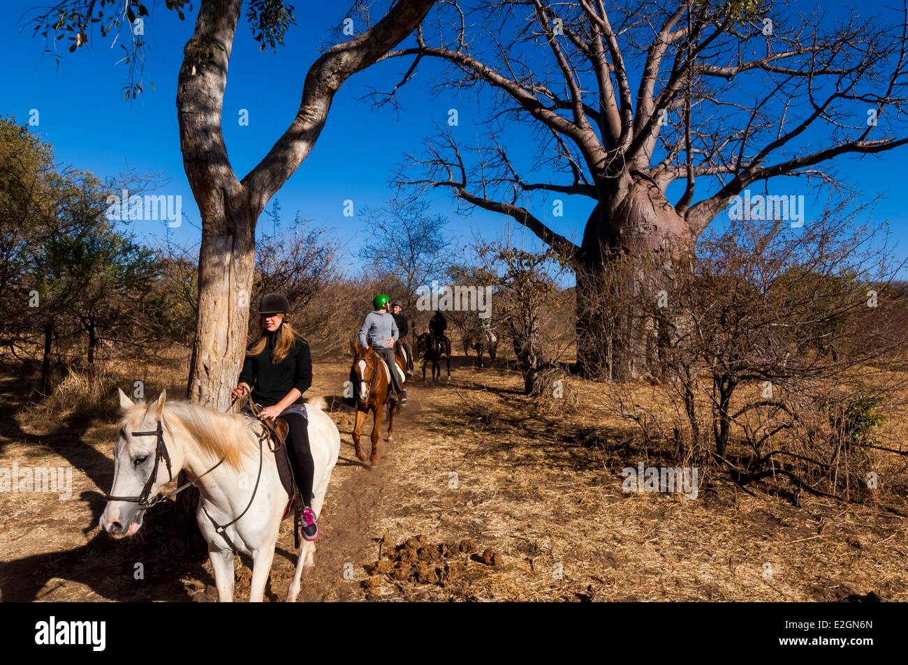 Zimbabwe Matabeleland North Province horse back safari in Victoria Falls National Park baobab Stock Photo