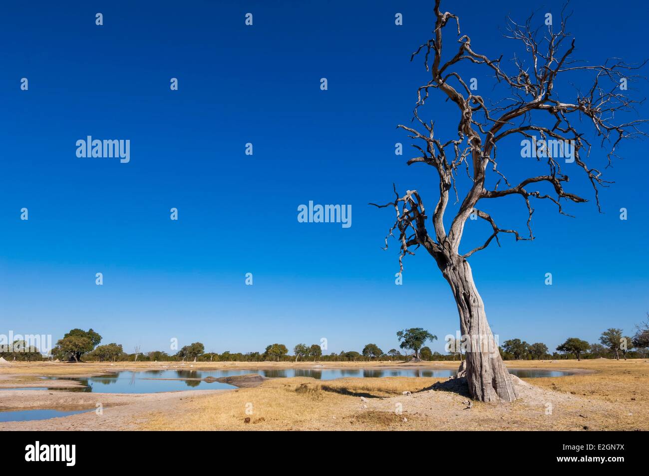 Zimbabwe Matabeleland North Province Hwange National Park Davison's Camp typical landscape of southern savannahs Stock Photo