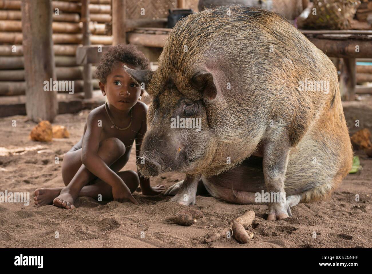 Papua New Guinea New Britain island West New Britain province Talasea district Kimbe area Kapo island kid feeding a pig Stock Photo