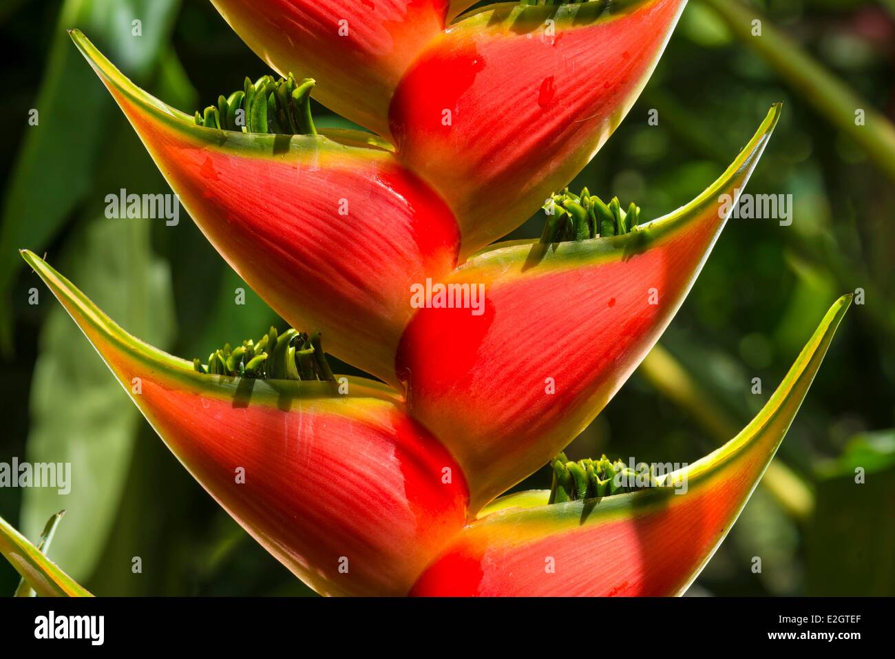 New guinea shield plant